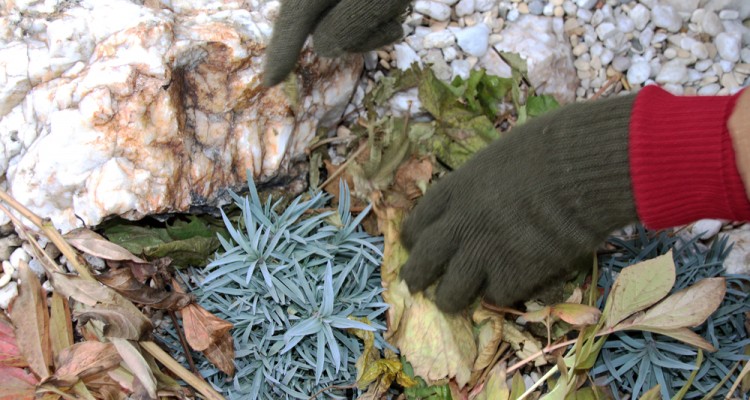 Novemberi feladatok a kertben