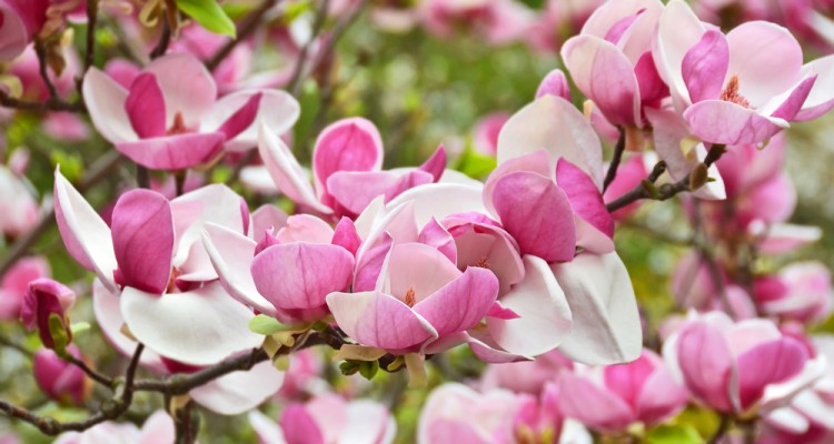 &Uuml;ltess&uuml;nk liliomf&aacute;t a kertbe!