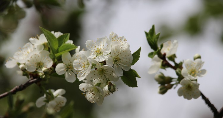 Telep&iacute;ts&uuml;nk &eacute;kszermeggyet a kertbe!