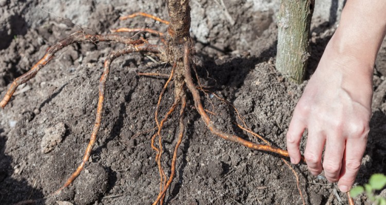 5+1 tipp a d&iacute;szf&aacute;k sikeres őszi &uuml;ltet&eacute;s&eacute;hez