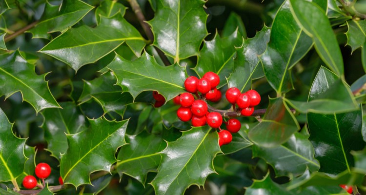 Magyal - Az adventi időszak egyik kedvenc n&ouml;v&eacute;nye