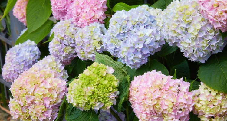 A soksz&iacute;nű hortenzi&aacute;k legszebb fajt&aacute;i