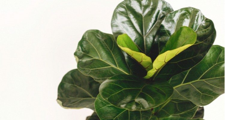 &Iacute;gy gondozzuk a lantlevelű fikuszt