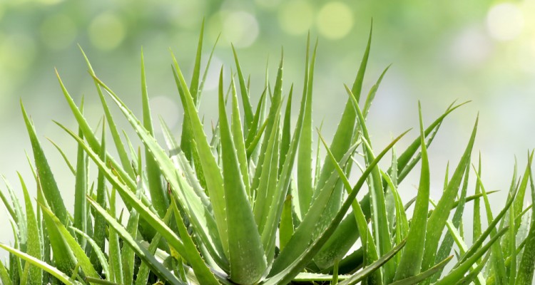 Az alo&eacute; vera gondoz&aacute;sa &eacute;s szapor&iacute;t&aacute;sa