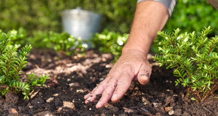 Ne úszd meg szárazon! Kertészeti tippek aszály ellen
