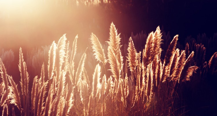 A d&iacute;szf&uuml;vek gondoz&aacute;sa