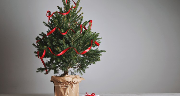 Kar&aacute;csonyfa mustra: 7+1 impoz&aacute;ns megjelen&eacute;sű fenyő