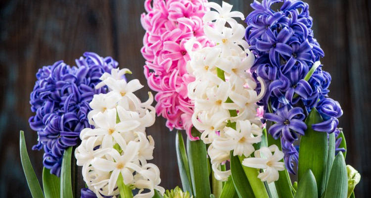 5 tavaszh&iacute;vogat&oacute;, cser&eacute;pben nevelhető vir&aacute;g