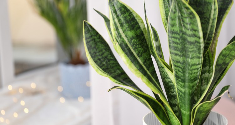 6+1 n&ouml;v&eacute;ny, ami tiszt&iacute;tja a lak&aacute;s levegőj&eacute;t