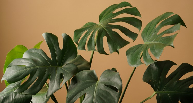 A filodendron gondoz&aacute;sa