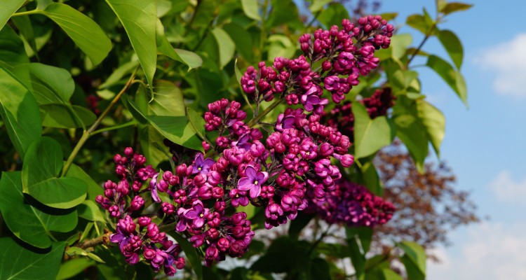 Az orgona &uuml;ltet&eacute;se &eacute;s gondoz&aacute;sa