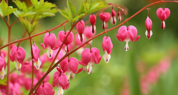 A kert kecses lak&oacute;ja: a nagy sz&iacute;vvir&aacute;g &uuml;ltet&eacute;se &eacute;s gondoz&aacute;sa