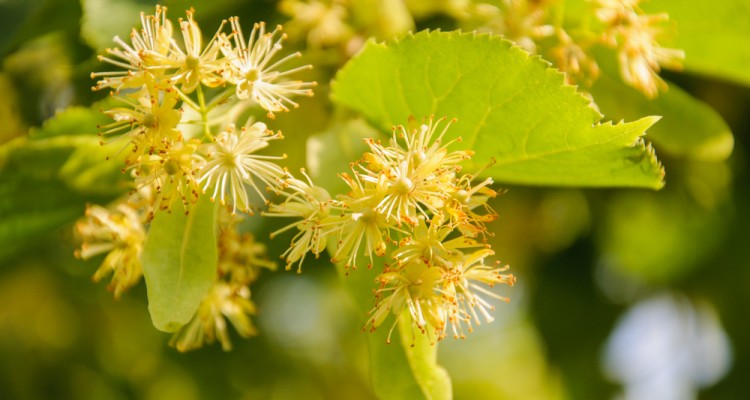 A kislevelű h&aacute;rs, a nagylevelű h&aacute;rs &eacute;s az ez&uuml;sth&aacute;rs k&ouml;zti k&uuml;l&ouml;nbs&eacute;gek