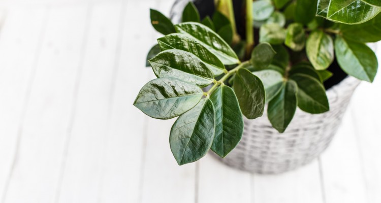 4 szoban&ouml;v&eacute;ny a lak&aacute;s s&ouml;t&eacute;tebb szob&aacute;iba