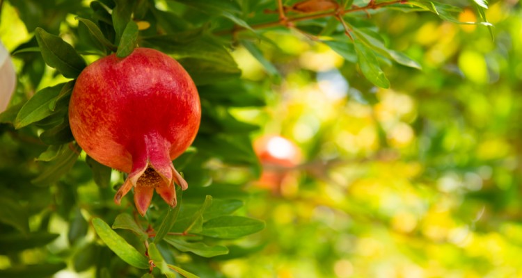 Gr&aacute;n&aacute;talma a kertben &ndash; N&aacute;lunk is megterem