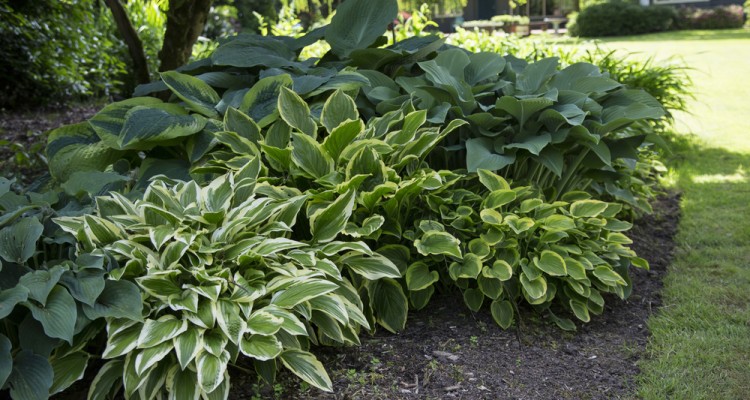 K&uuml;l&ouml;nleges &aacute;rny&eacute;kliliomok a kert &aacute;rny&eacute;kos r&eacute;szeibe