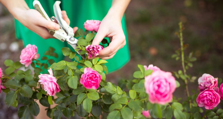 A tear&oacute;zs&aacute;k helyes metsz&eacute;se