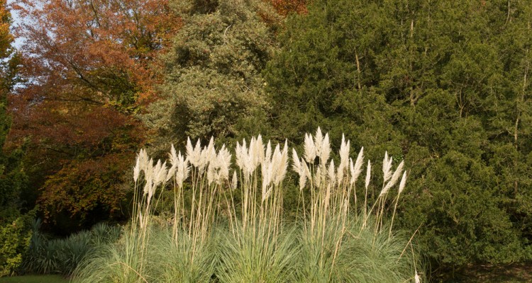 A legizgalmasabb &eacute;velő d&iacute;szf&uuml;vek a kertbe