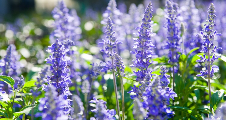 Az izs&oacute;p termeszt&eacute;se