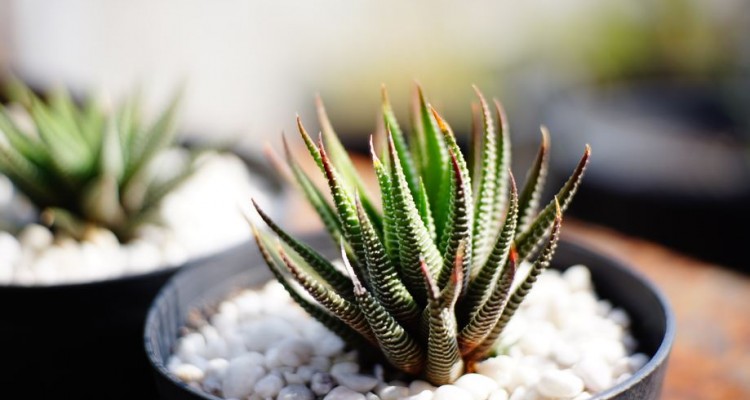 A pozsg&aacute;sok hercegnője: Pomp&aacute;s tőr&oacute;zsa a lak&aacute;sban