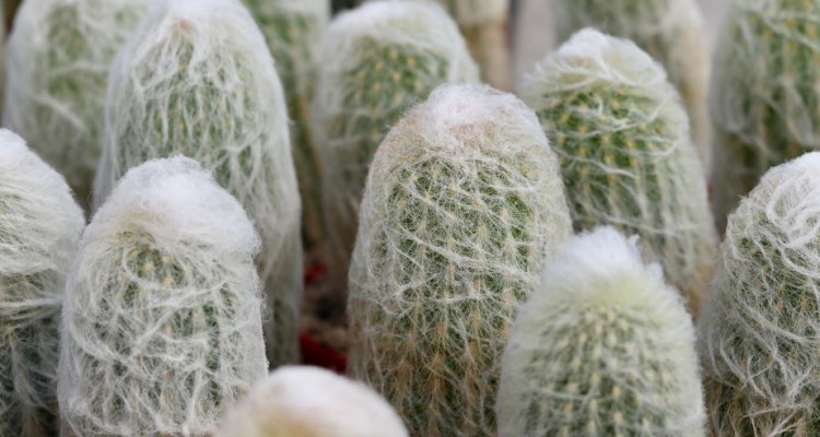 Az őszap&oacute; kaktusz gondoz&aacute;sa