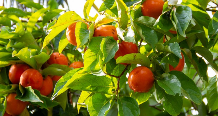 A vitaminokban gazdag datolyaszilva &uuml;ltet&eacute;se