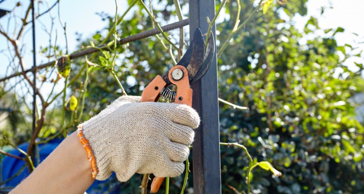 A r&oacute;zs&aacute;k kora tavaszi metsz&eacute;se