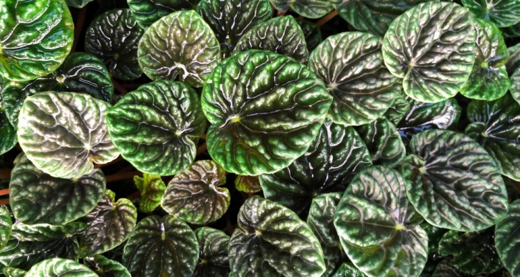 H&oacute;d&iacute;t a lak&aacute;sokban a t&ouml;rpebors - hogyan gondozzuk?