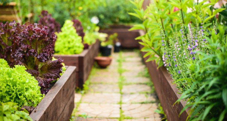 Mi&eacute;rt jobb a magas&aacute;gy&aacute;sban termeszteni, mint hagyom&aacute;nyosan?