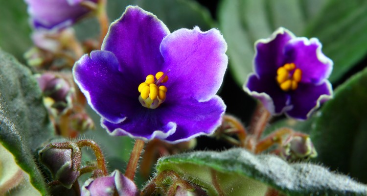 A fokf&ouml;ldi ibolya gondoz&aacute;sa