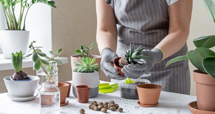 A szoban&ouml;v&eacute;nyek 4+1 szapor&iacute;t&aacute;si m&oacute;dja