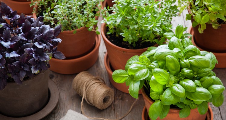 A cser&eacute;pben nevelt fűszern&ouml;v&eacute;nyek gondoz&aacute;sa