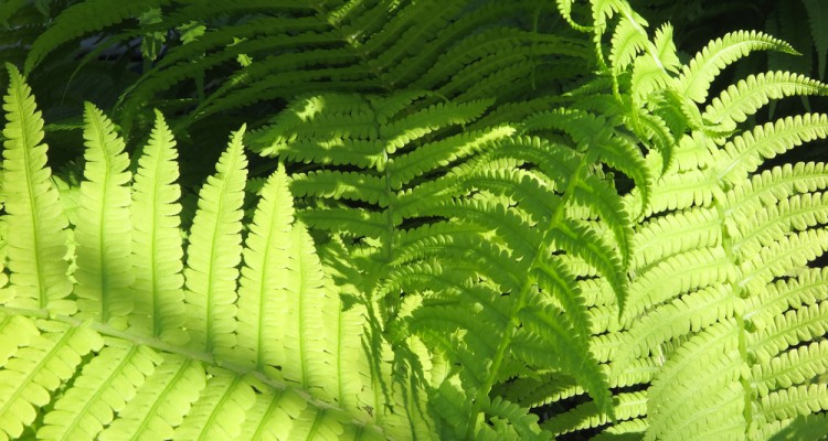 4+1 p&aacute;fr&aacute;ny a kert &aacute;rny&eacute;kos ter&uuml;leteire