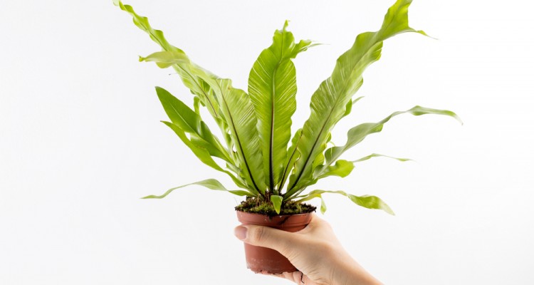 A mad&aacute;rf&eacute;szekp&aacute;fr&aacute;ny gondoz&aacute;sa