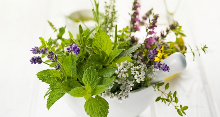 5+1 k&ouml;nnyen termeszthető, szorong&aacute;sold&oacute; gy&oacute;gyn&ouml;v&eacute;ny a kertbe